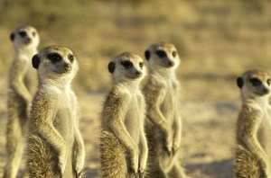 Meerkat Manor by Chad Henning/Animal Planet